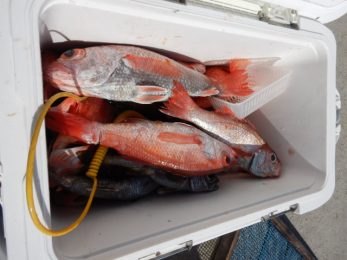 愛知南知多豊浜】釣船大進丸 ジギングをはじめとする船釣り釣船をお楽しみいただけます。 » 2021/4/25 赤ムツ釣りコース！