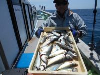 2021/5/6 アジ釣りコース!