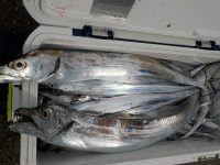 2021/9/22 本日はタチウオ釣りコースのみの出船です!