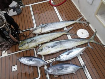 愛知南知多豊浜】釣船大進丸 ジギングをはじめとする船釣り釣船をお楽しみいただけます。 » 2023/6/8 カツオ・キハダキャスティング便！