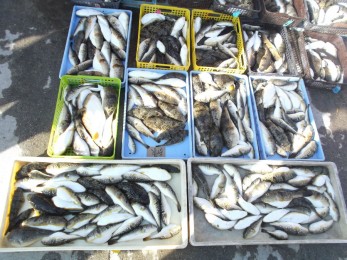 こんな感じで大漁～