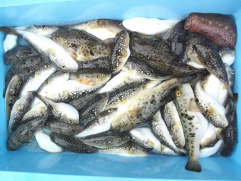 ５０匹で大箱入り～