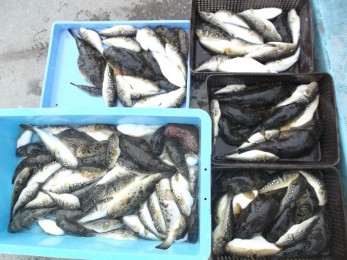 た～っぷり釣れましたね～