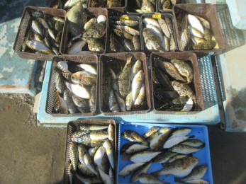 連日釣れてますよ～