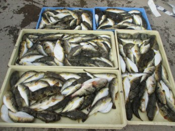 釣り放題で大漁～