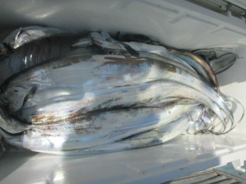 IMG_6115-w900